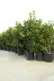 Jeunes arbres verts dans des pots en plastique noirs sur le plancher en béton D'isolement sur le fond blanc photo libre de droits Jeunes arbres verts dans des pots en plastique noirs sur le plancher en béton D'isolement sur le fond blanc photo libre de droits