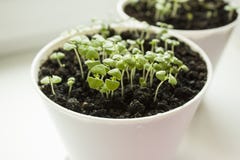 Jeunes plantes de Basil dans le pot blanc Herbe aromatique de jeunes plantes vertes, jeunes usines, feuilles, faisant du jardinag images stock Jeunes plantes de Basil dans le pot blanc Herbe aromatique de jeunes plantes vertes, jeunes usines, feuilles, faisant du jardinag images stock