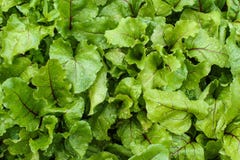 Jeunes plantes de betterave cultivées dans un jardin après arrosage Fond Belles feuilles de texture avec des baisses de l'eau Lég Photographie stock Jeunes plantes de betterave cultivées dans un jardin après arrosage Fond Belles feuilles de texture avec des baisses de l'eau Lég Photographie stock