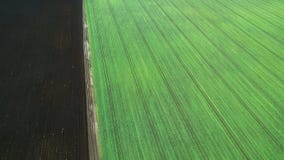 Jeunes jeunes plantes de blé s'élevant dans une vue aérienne de champ Photographie stock libre de droits Jeunes jeunes plantes de blé s'élevant dans une vue aérienne de champ Photographie stock libre de droits