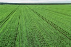 Jeunes jeunes plantes de blé s'élevant dans une vue aérienne de champ Image libre de droits Jeunes jeunes plantes de blé s'élevant dans une vue aérienne de champ Image libre de droits