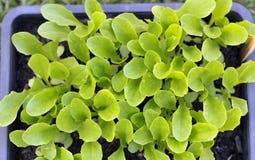 Jeunes plantes de laitue de salade de bébé photographie stock Jeunes plantes de laitue de salade de bébé photographie stock
