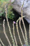 Jeunes tiges des fleurs sauvages avec des toiles d'araignée sur le fond des pierres images stock Jeunes tiges des fleurs sauvages avec des toiles d'araignée sur le fond des pierres images stock