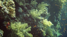 Jewel fairy basslet Pseudanthias squamipinnis and many other species of fish swim among the corals on the reef in the Red Sea stock video Jewel fairy basslet Pseudanthias squamipinnis and many other species of fish swim among the corals on the reef in the Red Sea stock video