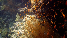 Jewel fairy basslet Pseudanthias squamipinnis and many other species of fish swim among the corals on the reef in the Red Sea stock video footage Jewel fairy basslet Pseudanthias squamipinnis and many other species of fish swim among the corals on the reef in the Red Sea stock video footage