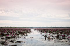 Jezioro czerwony lotos przy Udonthani Tajlandia (niewidziany w Tajlandia) zdjęcie royalty free Jezioro czerwony lotos przy Udonthani Tajlandia (niewidziany w Tajlandia) zdjęcie royalty free