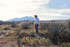 Jimador dans le domaine bleu d'agave image libre de droits Jimador dans le domaine bleu d'agave image libre de droits