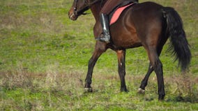 Jinete que galopa en un campo de n a caballo Visión posterior Cámara lenta Cierre para arriba almacen de video Jinete que galopa en un campo de n a caballo Visión posterior Cámara lenta Cierre para arriba almacen de video
