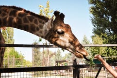 Jirafa africana que come la verdura de la mano humana El concepto de la fauna de los animales fotografía de archivo libre de regalías Jirafa africana que come la verdura de la mano humana El concepto de la fauna de los animales fotografía de archivo libre de regalías