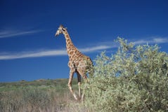 Jirafa que camina en el salvaje, parque internacional de Kgalagadi Imagen de archivo libre de regalías Jirafa que camina en el salvaje, parque internacional de Kgalagadi Imagen de archivo libre de regalías