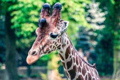 Jirafa salvaje agraciada que mira a la izquierda, el parque zoológico foto de archivo libre de regalías Jirafa salvaje agraciada que mira a la izquierda, el parque zoológico foto de archivo libre de regalías