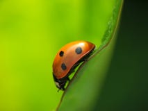 Joaninha, Ladybug, Coccinella Septempunctata fotos de stock Joaninha, Ladybug, Coccinella Septempunctata fotos de stock