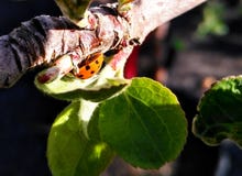 joaninha macro imagens de stock royalty free joaninha macro imagens de stock royalty free