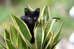 Jogo preto do gatinho no jardim fotos de stock royalty free Jogo preto do gatinho no jardim fotos de stock royalty free