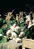 Joli clou de girofle d'ail du DrÃ'me sur le marché de Buis-les-Baronnies, DrÃ'me Provençale, France photographie stock libre de droits Joli clou de girofle d'ail du DrÃ'me sur le marché de Buis-les-Baronnies, DrÃ'me Provençale, France photographie stock libre de droits
