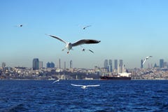 Jonathan Livingstones İstanbul στοκ εικόνες Jonathan Livingstones İstanbul στοκ εικόνες