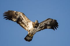 Jong Kaal Eagle Flying in de Blauwe Hemel royalty-vrije stock afbeelding Jong Kaal Eagle Flying in de Blauwe Hemel royalty-vrije stock afbeelding