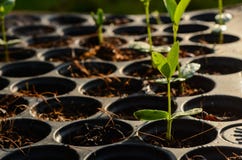 Jonge de installatieszaailing van het babykruid op zwart het planten dienblad stock afbeeldingen Jonge de installatieszaailing van het babykruid op zwart het planten dienblad stock afbeeldingen