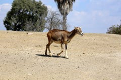 Jonge Elandantilopeantilope Stock Afbeelding Jonge Elandantilopeantilope Stock Afbeelding