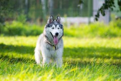 Jonge energieke hond op een gang Siberische schor stock afbeeldingen Jonge energieke hond op een gang Siberische schor stock afbeeldingen