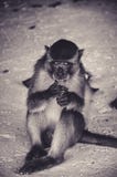 Jonge Macaque die een Fruit op een Strand van Thailand smaken royalty-vrije stock foto Jonge Macaque die een Fruit op een Strand van Thailand smaken royalty-vrije stock foto