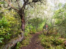 Jonge mens die op een weg in een bos op het Eiland van Madera, Portugal lopen stock afbeelding Jonge mens die op een weg in een bos op het Eiland van Madera, Portugal lopen stock afbeelding