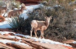 Jonge oviscanadensis van Bighornschapen op zonnige de winterdag in Zion National Park in Utah de V.S. royalty-vrije stock afbeelding Jonge oviscanadensis van Bighornschapen op zonnige de winterdag in Zion National Park in Utah de V.S. royalty-vrije stock afbeelding