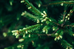 Jonge sparrennaalden met waterdalingen Horizontale dichte omhooggaand van ochtenddauw op spar vertakt zich met bos in royalty-vrije stock afbeeldingen Jonge sparrennaalden met waterdalingen Horizontale dichte omhooggaand van ochtenddauw op spar vertakt zich met bos in royalty-vrije stock afbeeldingen