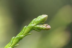 Jonge spruit van een dolabrata van Thujopsis van de hibaboom royalty-vrije stock fotografie Jonge spruit van een dolabrata van Thujopsis van de hibaboom royalty-vrije stock fotografie