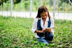 Jonge vrij Aziatische vrouwenagronoom met tablet die in serre werken die de installaties inspecteren royalty-vrije stock foto's Jonge vrij Aziatische vrouwenagronoom met tablet die in serre werken die de installaties inspecteren royalty-vrije stock foto's