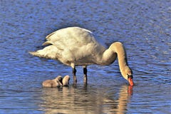Jonge zwanen bij mamma'svoeten stock foto's Jonge zwanen bij mamma'svoeten stock foto's