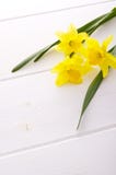 Jonquil blomma royaltyfri foto Jonquil blomma royaltyfri foto