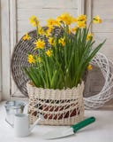 Jonquilles dans un panier blanc et une boîte d'arrosage décorative photographie stock Jonquilles dans un panier blanc et une boîte d'arrosage décorative photographie stock