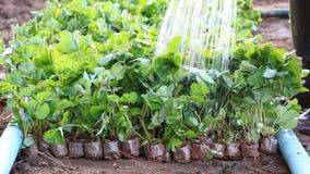 Jordgubbegrodd i lantgårdväxten och bonden Watering Jordgubbegrodd i lantgårdväxten och bonden Watering