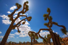 Joshua Tree National Park Yucca Valley Mohave desert California stock images Joshua Tree National Park Yucca Valley Mohave desert California stock images