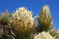 Joshua Tree (Yucca brevifolia) flower. Royalty Free Stock Images Joshua Tree (Yucca brevifolia) flower. Royalty Free Stock Images
