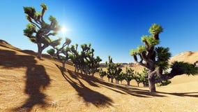 Joshua trees royalty free stock image Joshua trees royalty free stock image