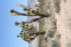 Joshua Trees In Mojave Desert Stock Images