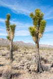 Joshua trees Yucca brevifolia in the Mojave Desert stock photos Joshua trees Yucca brevifolia in the Mojave Desert stock photos