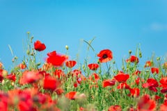 Jour de souvenir, Anzac Day, sérénité Pavot à opium, usine botanique, écologie Gisement de fleur de pavot, moissonnant Été et res photos libres de droits Jour de souvenir, Anzac Day, sérénité Pavot à opium, usine botanique, écologie Gisement de fleur de pavot, moissonnant Été et res photos libres de droits