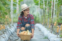 Jovem mulher em uma estufa com colheita da polpa de butternut fotos de stock Jovem mulher em uma estufa com colheita da polpa de butternut fotos de stock
