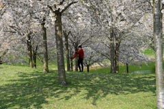 Jubelblomning och sommardag i Köpenhamn arkivfoto Jubelblomning och sommardag i Köpenhamn arkivfoto