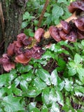 Jude ` s Ohr - Pilz lizenzfreies stockbild Jude ` s Ohr - Pilz lizenzfreies stockbild