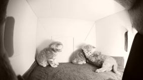Juego de los gatitos en una caja Juego de los gatitos en una caja
