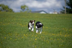 Juego de los perritos del perro de aguas de saltador en un campo foto de archivo Juego de los perritos del perro de aguas de saltador en un campo foto de archivo