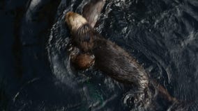 Juegos de la nutria de mar en agua Juegos de la nutria de mar en agua