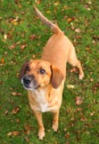 Jugar el perro fotografía de archivo libre de regalías Jugar el perro fotografía de archivo libre de regalías