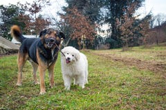 Jugar perros fotografía de archivo Jugar perros fotografía de archivo