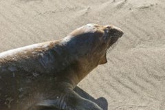 Jugendlicher männlicher Seeelefant auf einem Kalifornien-Strand lizenzfreies stockbild Jugendlicher männlicher Seeelefant auf einem Kalifornien-Strand lizenzfreies stockbild