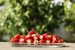 Juicy ripe strawberries against natural green background stock images Juicy ripe strawberries against natural green background stock images